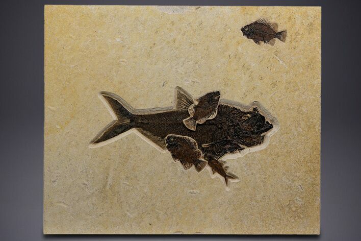 Green River Fossil Fish Mural w/ Diplomystus & Cockerellites #342450